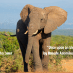 ‘Once Upon an Elephant’ by Bosede Ademilua-Afolayan